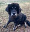 Norbu